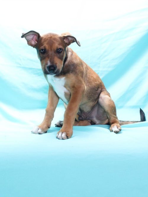 A143151 - Pit Bull Terrier / German Shepherd Dog available for adoption