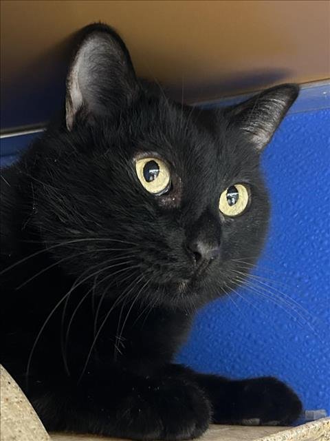 ASH - Domestic Short Hair available for adoption