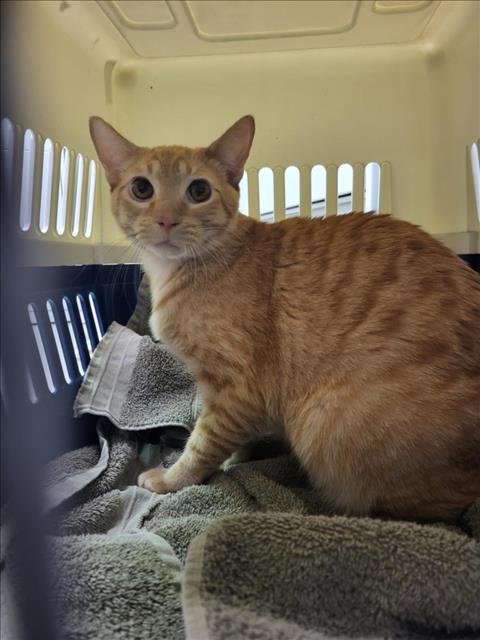 LUCAS - Domestic Short Hair available for adoption