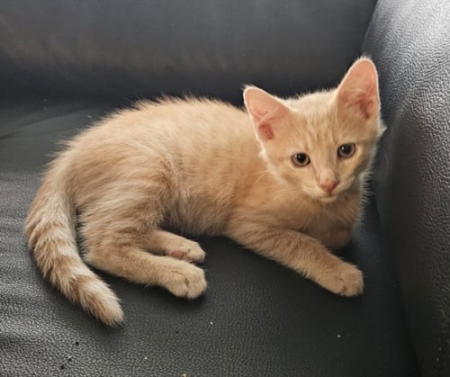 *SUNDANCE - Domestic Short Hair available for adoption