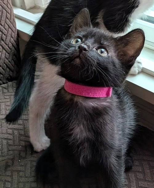 *MELINOE - Domestic Short Hair available for adoption