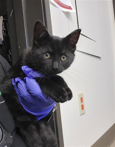 *SHADOW - Domestic Short Hair available for adoption
