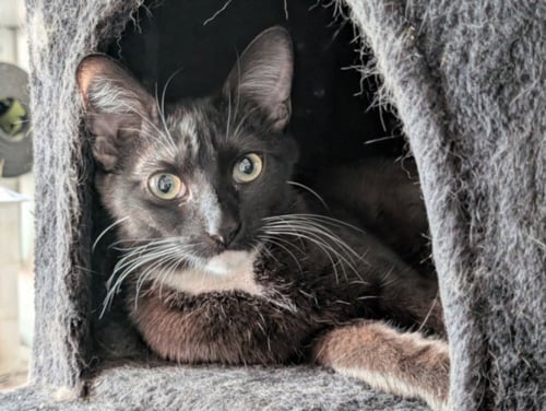 *SISTER - Domestic Short Hair available for adoption