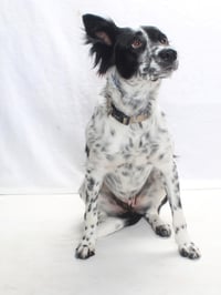 *HARRIETT - Photo 1
