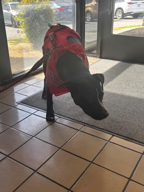 *PUDDIN - Staffordshire Bull Terrier available for adoption