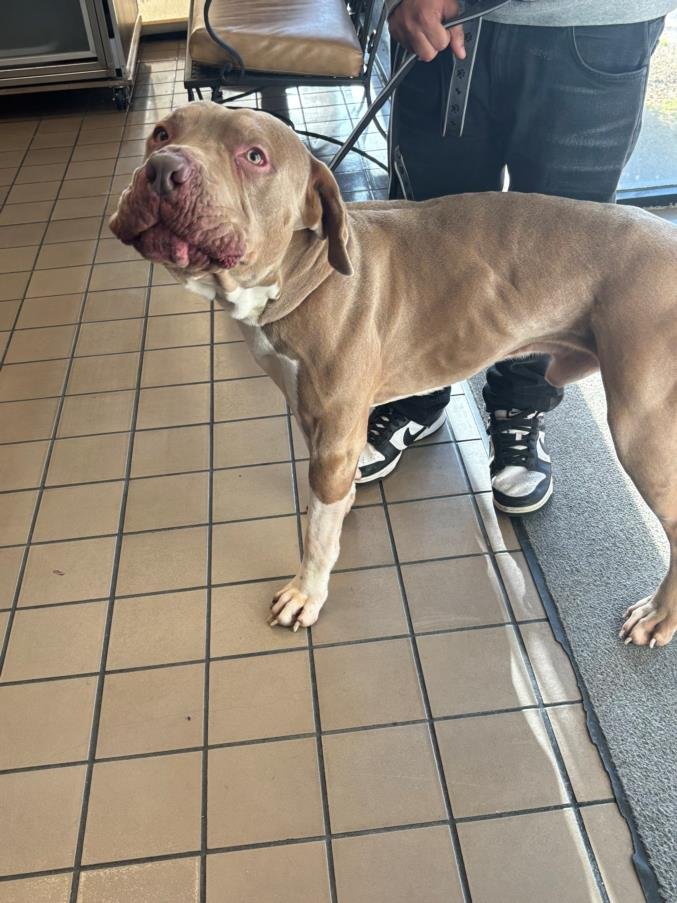 *GEORGE - Pit Bull Terrier / Mastiff available for adoption