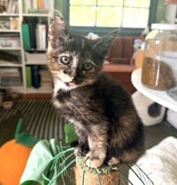 *DOROTHY - Photo 1