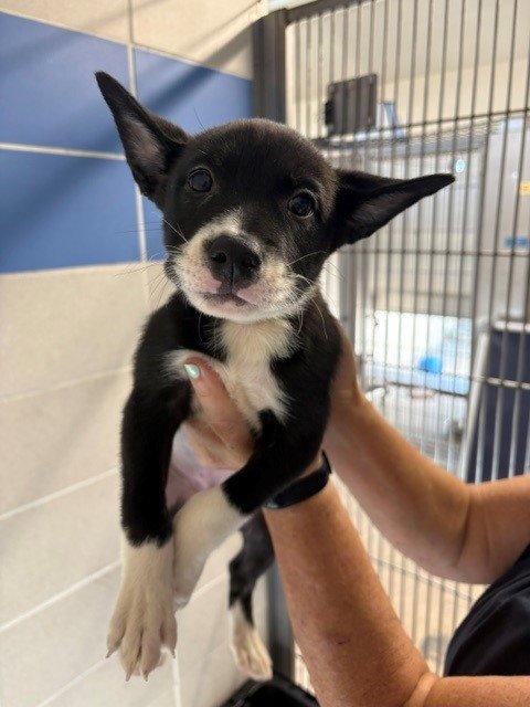 *CHERYL - Husky / Labrador Retriever available for adoption