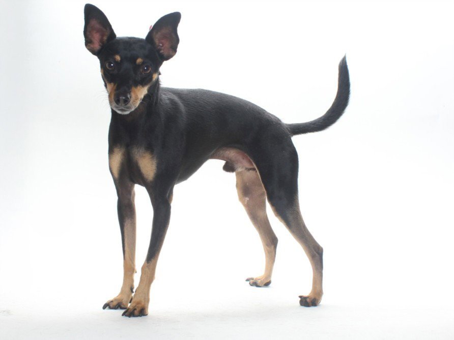 MAX Image