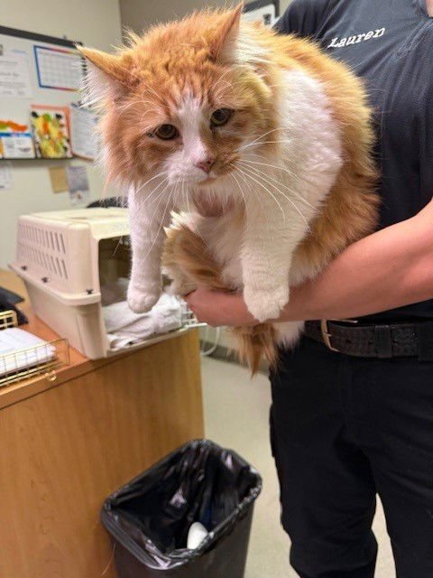 MANDY - Domestic Short Hair available for adoption