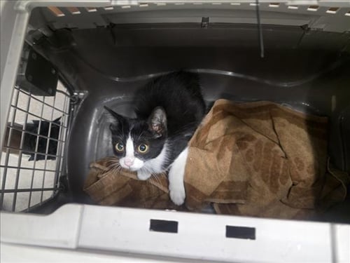 A142980 - Domestic Short Hair available for adoption