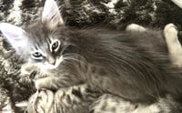 *MINNOW - Photo 1