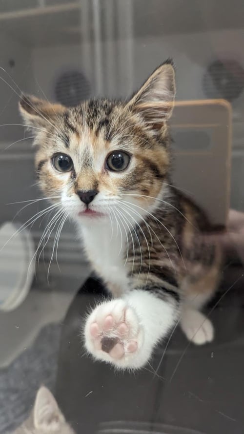 *GINGER - Domestic Short Hair available for adoption