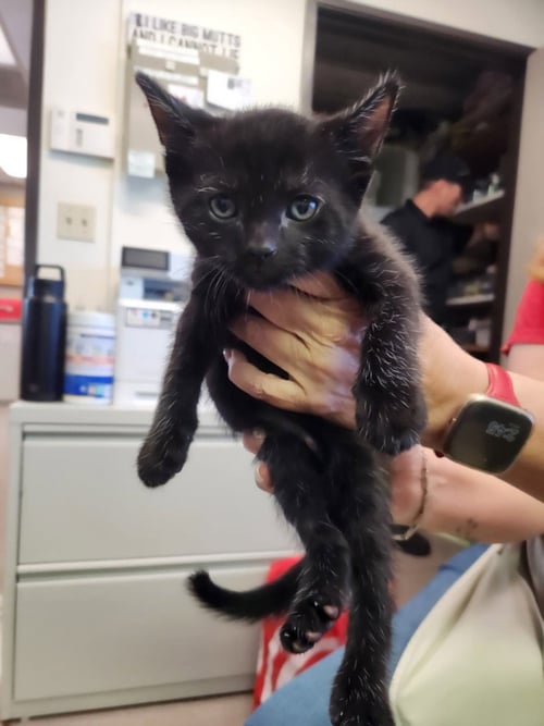 *CIRIE - Domestic Short Hair available for adoption