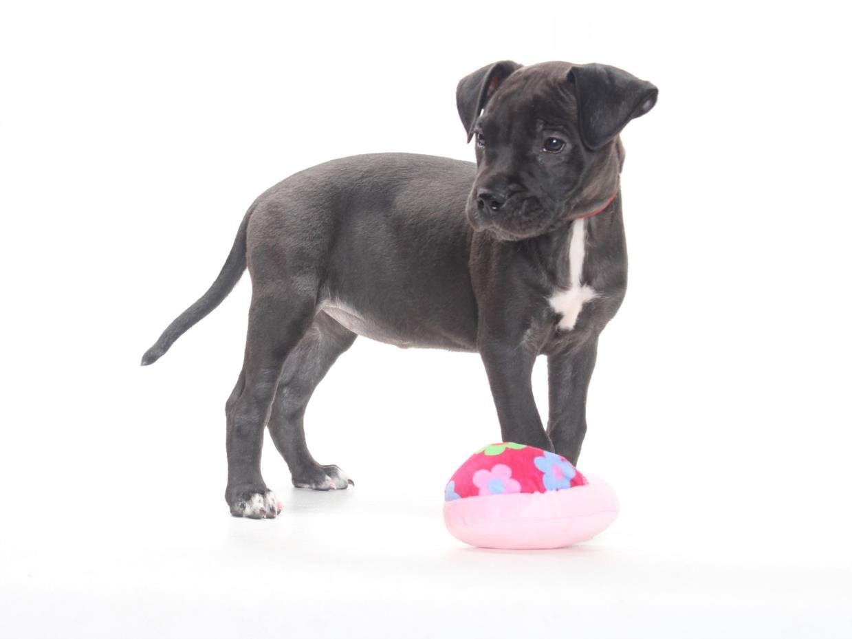 *RACHEL - Great Dane / Pit Bull Terrier available for adoption