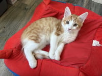 *LITTLE ORANGE - Photo 1