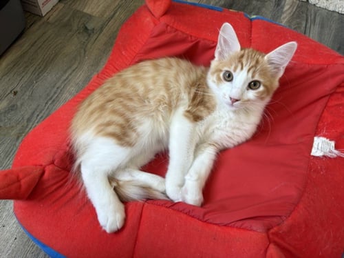 *LITTLE ORANGE - Domestic Short Hair available for adoption