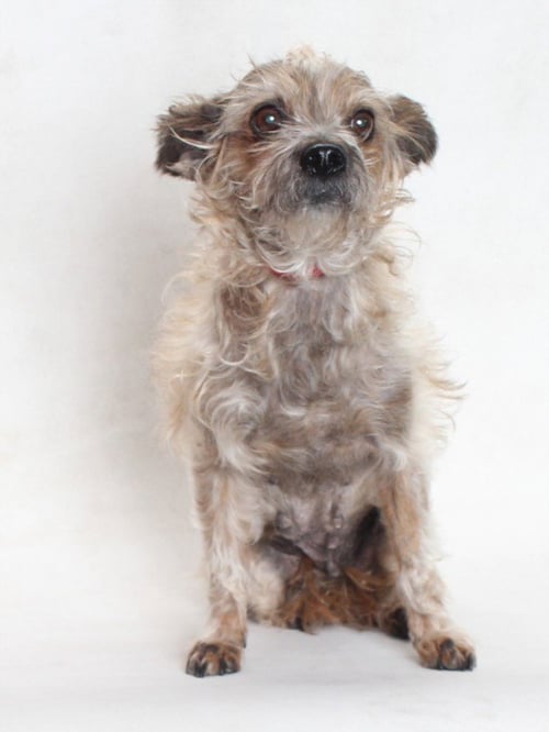 NANA - Terrier available for adoption