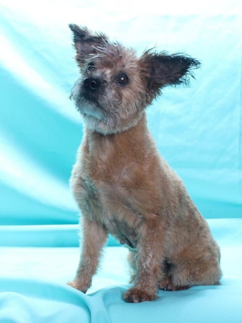 NANA - Terrier available for adoption