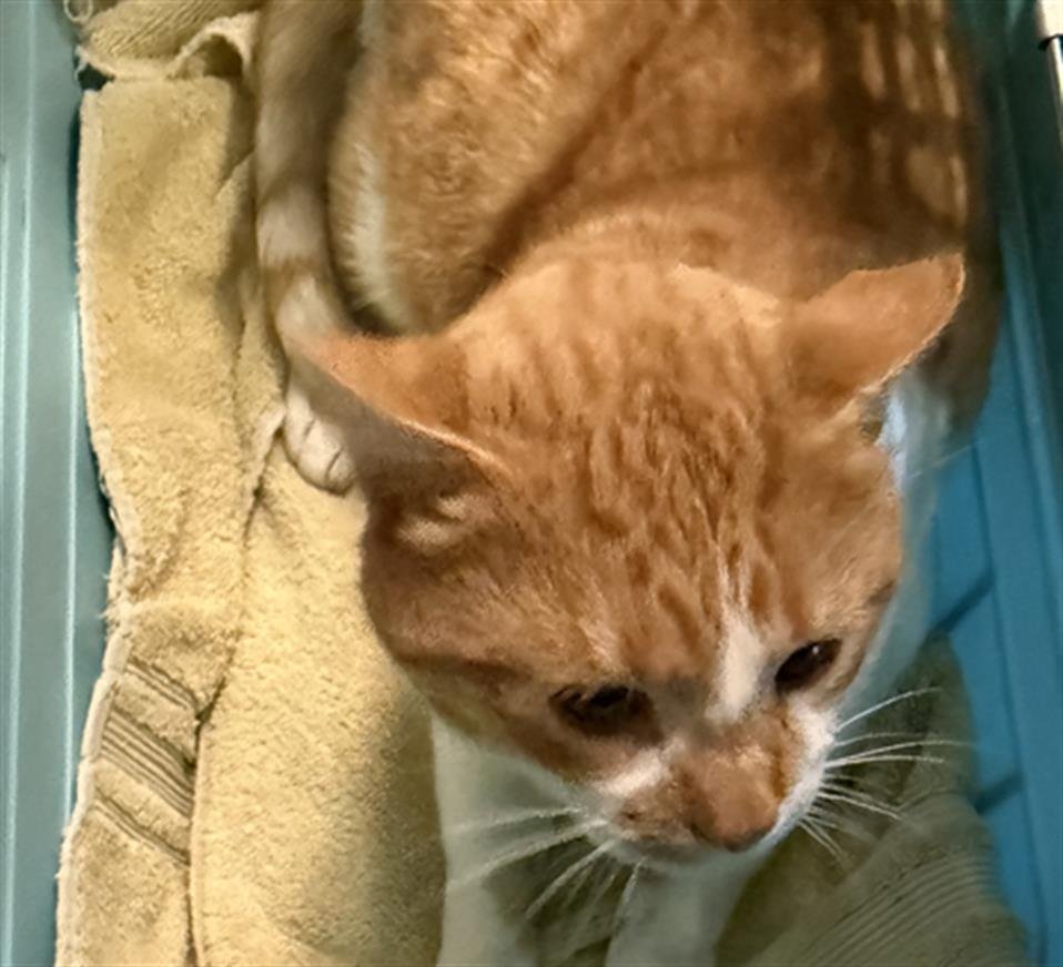 MILO - Domestic Short Hair available for adoption