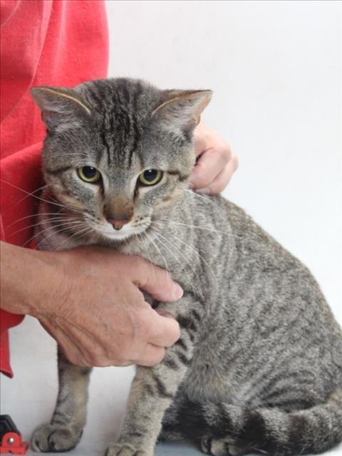 MIGHTY - Domestic Short Hair available for adoption