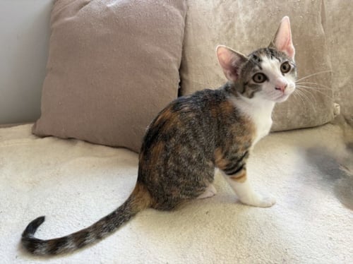 *SWEETIE - Domestic Short Hair available for adoption