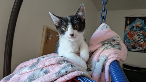 *RHEA - Domestic Short Hair available for adoption