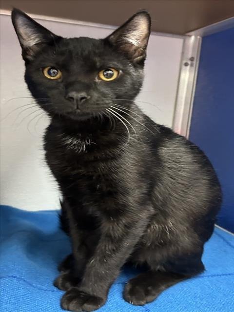 *KRUEGER - Domestic Short Hair available for adoption