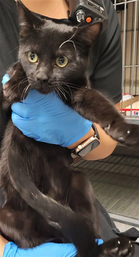 A144281 - Domestic Short Hair available for adoption