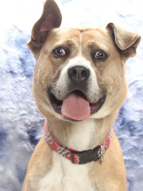 *BABY BOY - Pit Bull Terrier / Labrador Retriever available for adoption