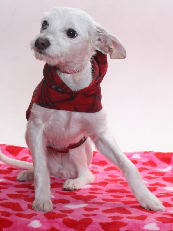 *PEARL - Terrier available for adoption