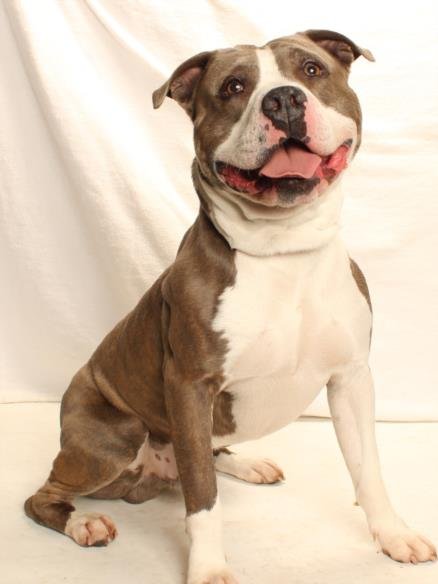 MILO - Pit Bull Terrier available for adoption