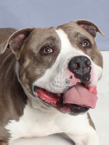 MILO - Pit Bull Terrier available for adoption
