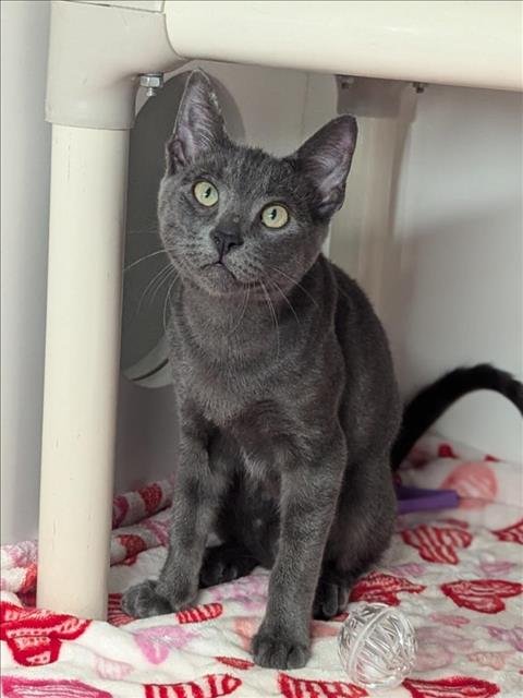 SILVESTER - Domestic Short Hair available for adoption