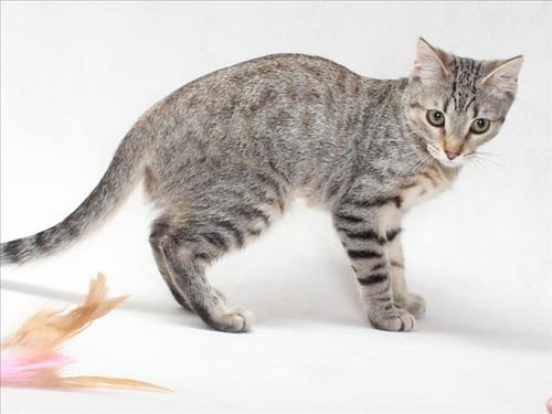 *HARPER - Domestic Short Hair available for adoption