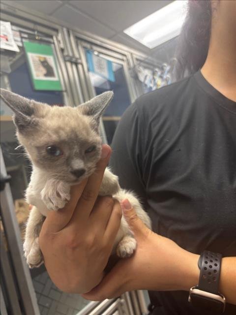 A142521 - Siamese available for adoption