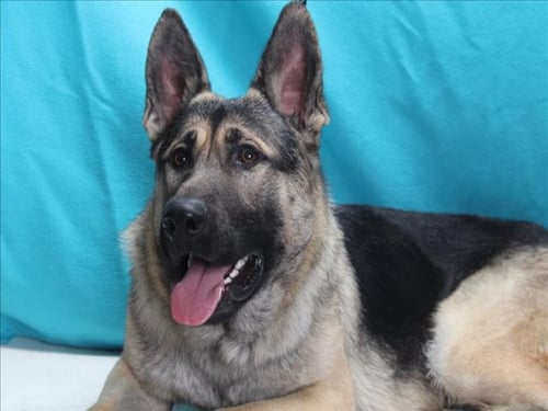 *ROSS - German Shepherd Dog available for adoption