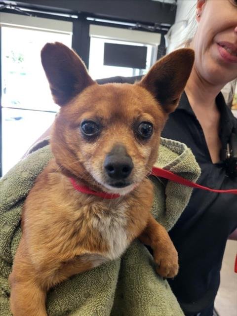 *LITTLE FOX - Chihuahua available for adoption