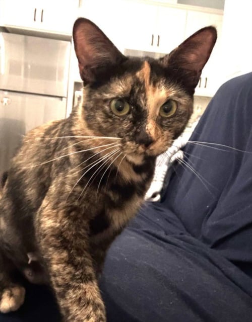 *SWEETHEART - Domestic Short Hair available for adoption