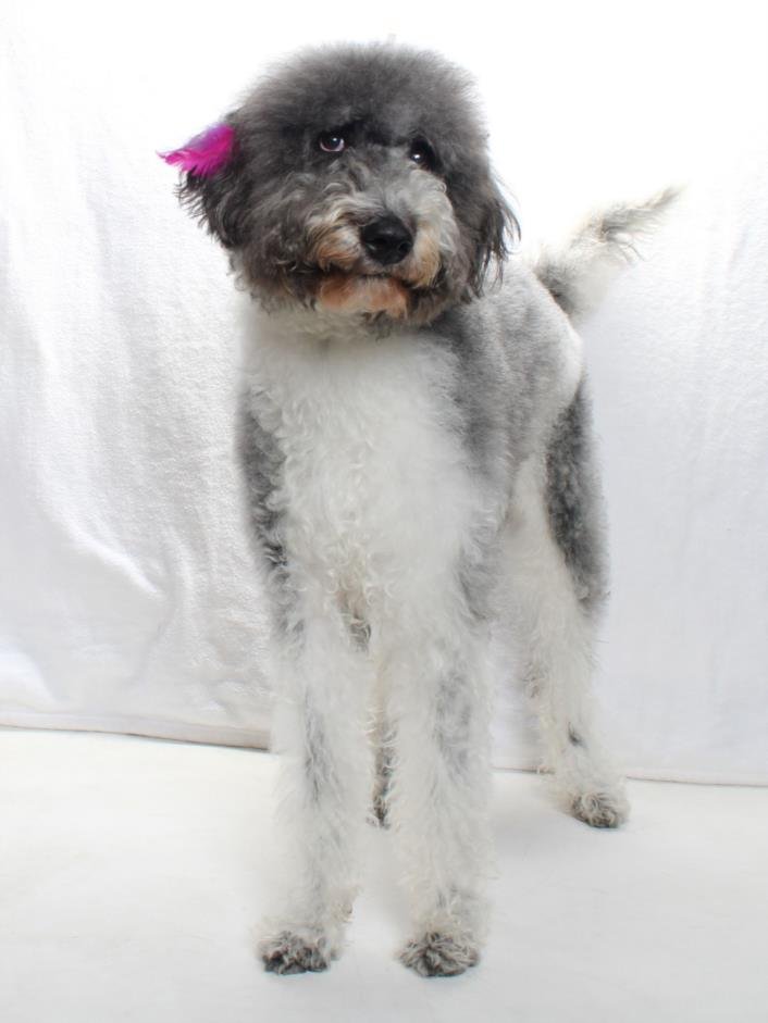 LUCY - Labrador Retriever / Poodle (Standard) available for adoption