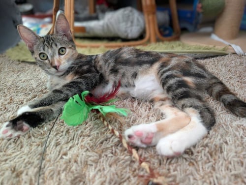 *MISSY - Domestic Short Hair available for adoption