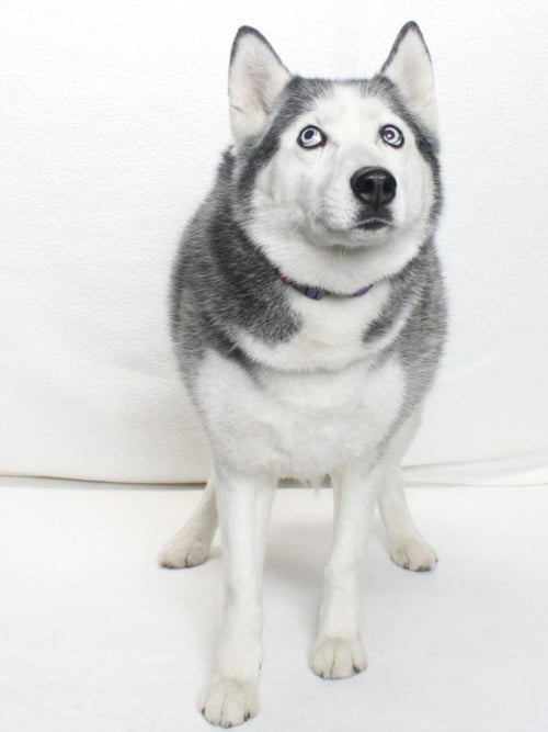 *SNEAKERS - Husky available for adoption