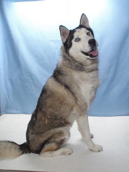 DENALI - Siberian Husky available for adoption
