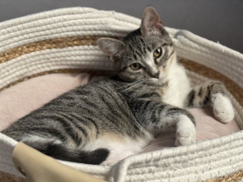 *ZOEY - Domestic Short Hair available for adoption