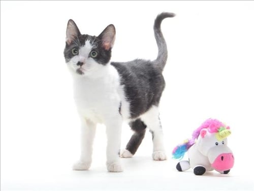 A142834 - Domestic Short Hair available for adoption