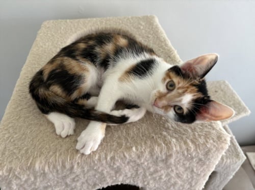 *TINY - Domestic Short Hair available for adoption