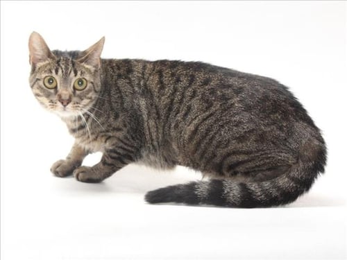 *MELODY - Domestic Short Hair available for adoption