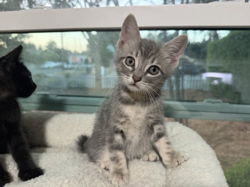 *COSMO - Domestic Short Hair available for adoption