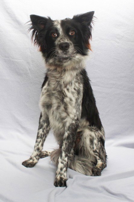 *OZZIE - Australian Cattle Dog/Blue Heeler available for adoption