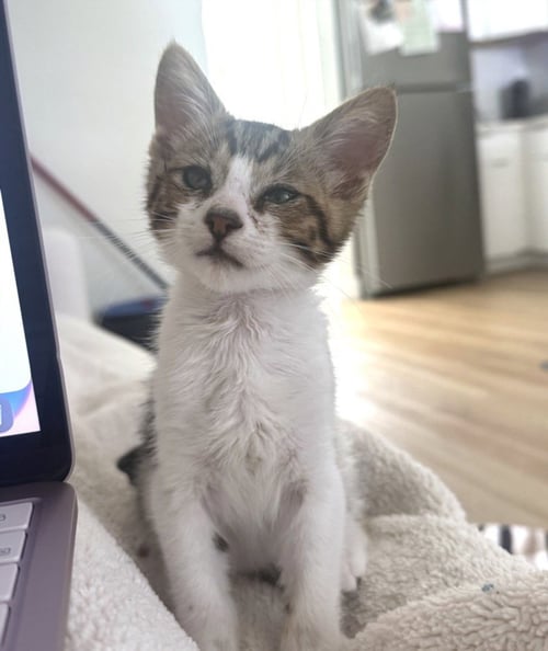 *CHEE CHEE - Domestic Short Hair available for adoption